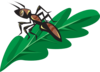 Brown Ant On A Leaf Clip Art